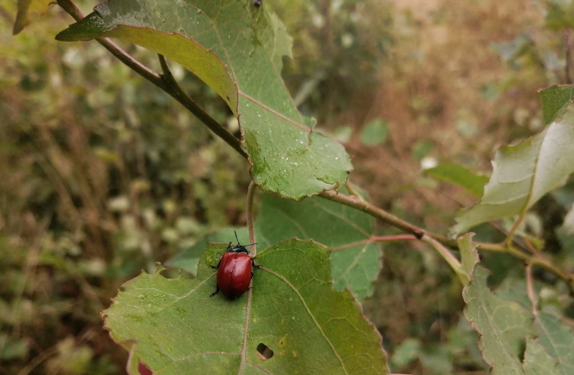 7 правил сбора грибов, которые уберегут жизнь во время "тихой охоты"